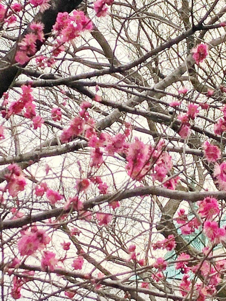 f:id:tokyo_sotai:20180223160253j:plain
