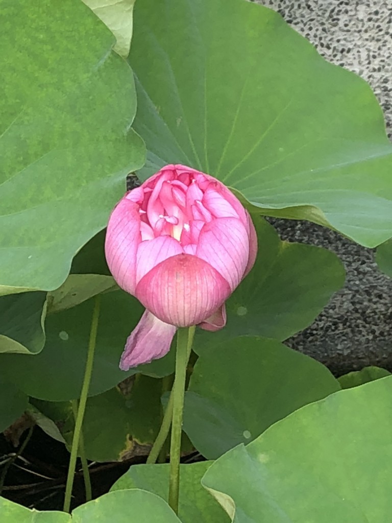 f:id:tokyo_sotai:20180720120013j:plain