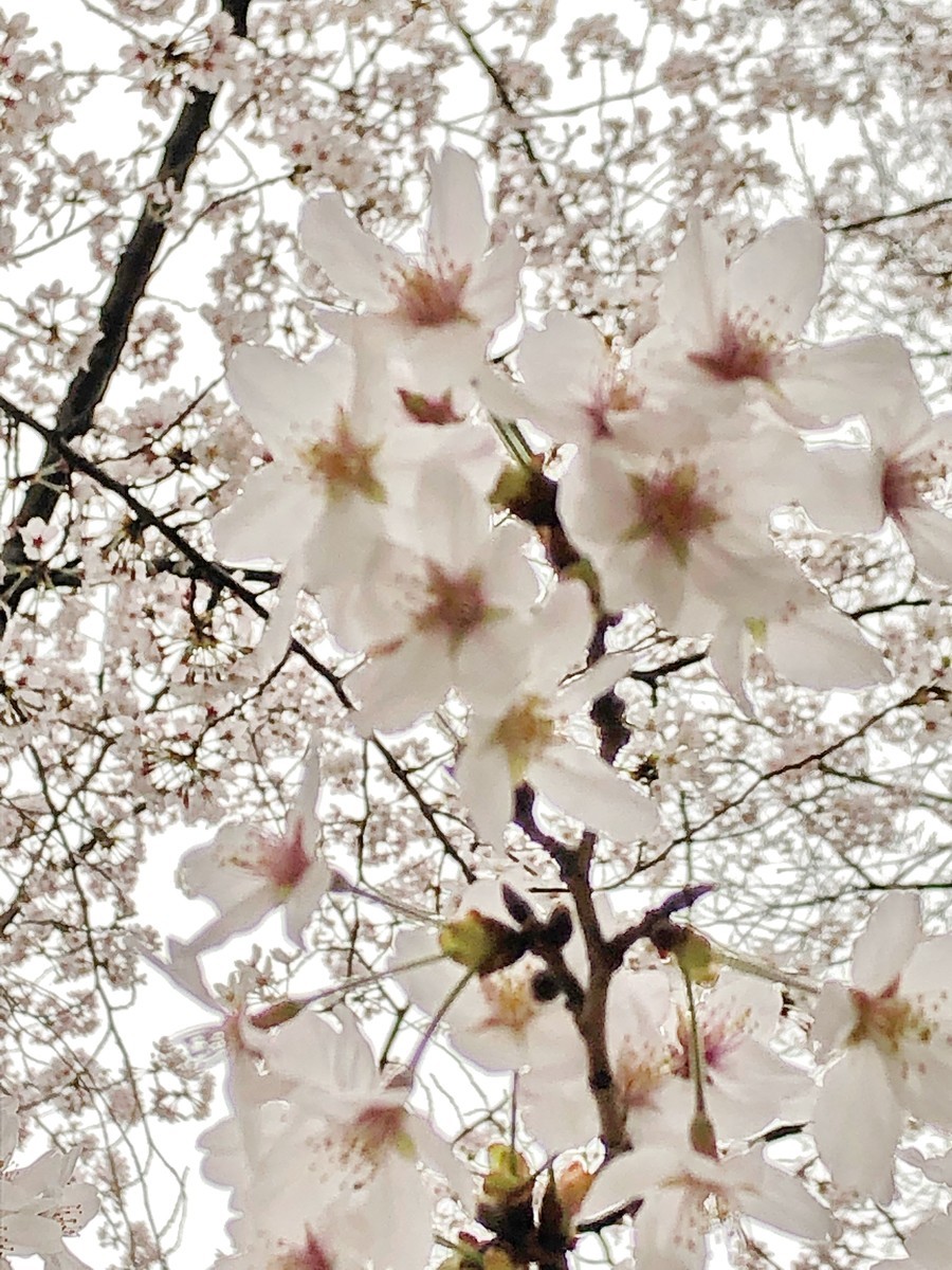 f:id:tokyo_sotai:20190329101628j:plain