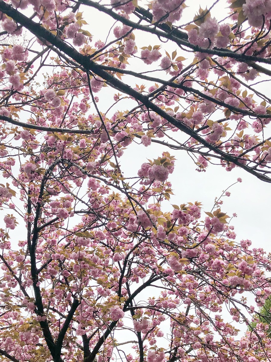 f:id:tokyo_sotai:20190417172129j:plain f:id:tokyo_sotai:20190417172129j:plain