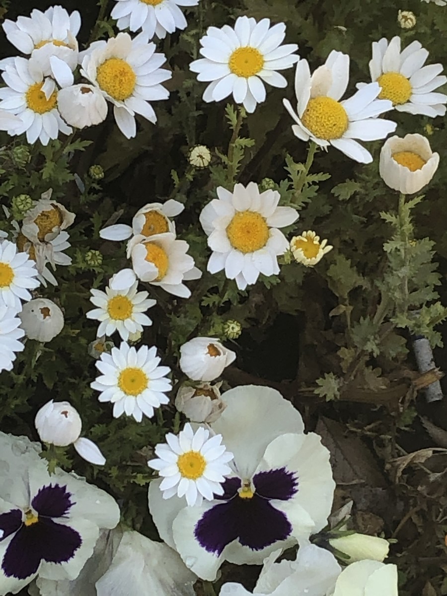 f:id:tokyo_sotai:20190424155211j:plain