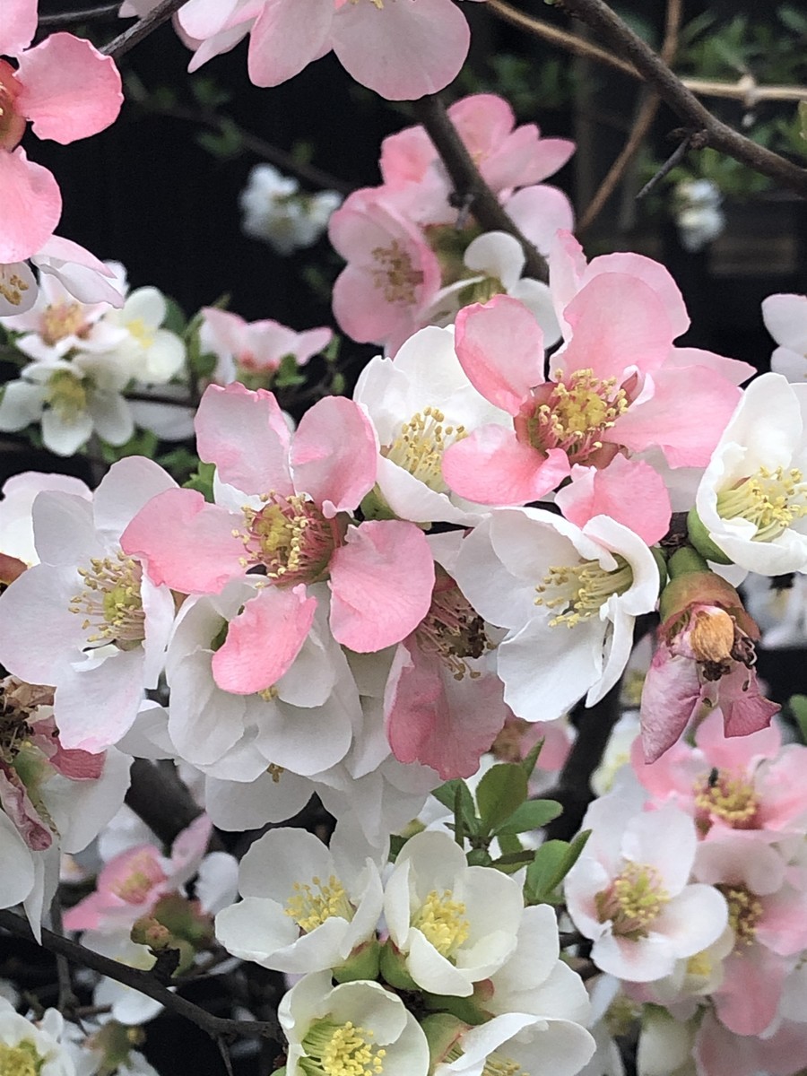 f:id:tokyo_sotai:20190424155432j:plain f:id:tokyo_sotai:20190424155432j:plain