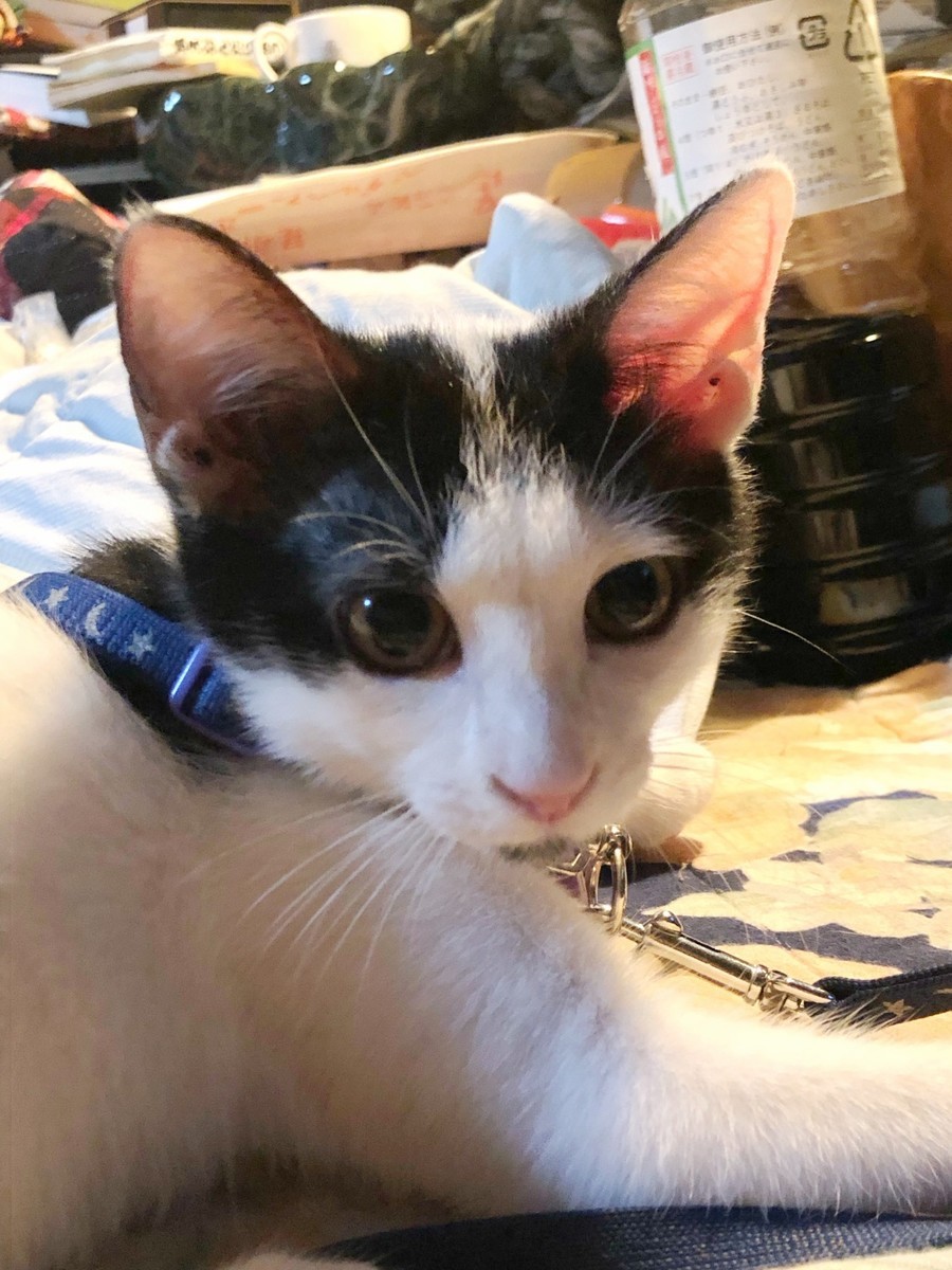 f:id:tokyo_sotai:20191210122219j:plain