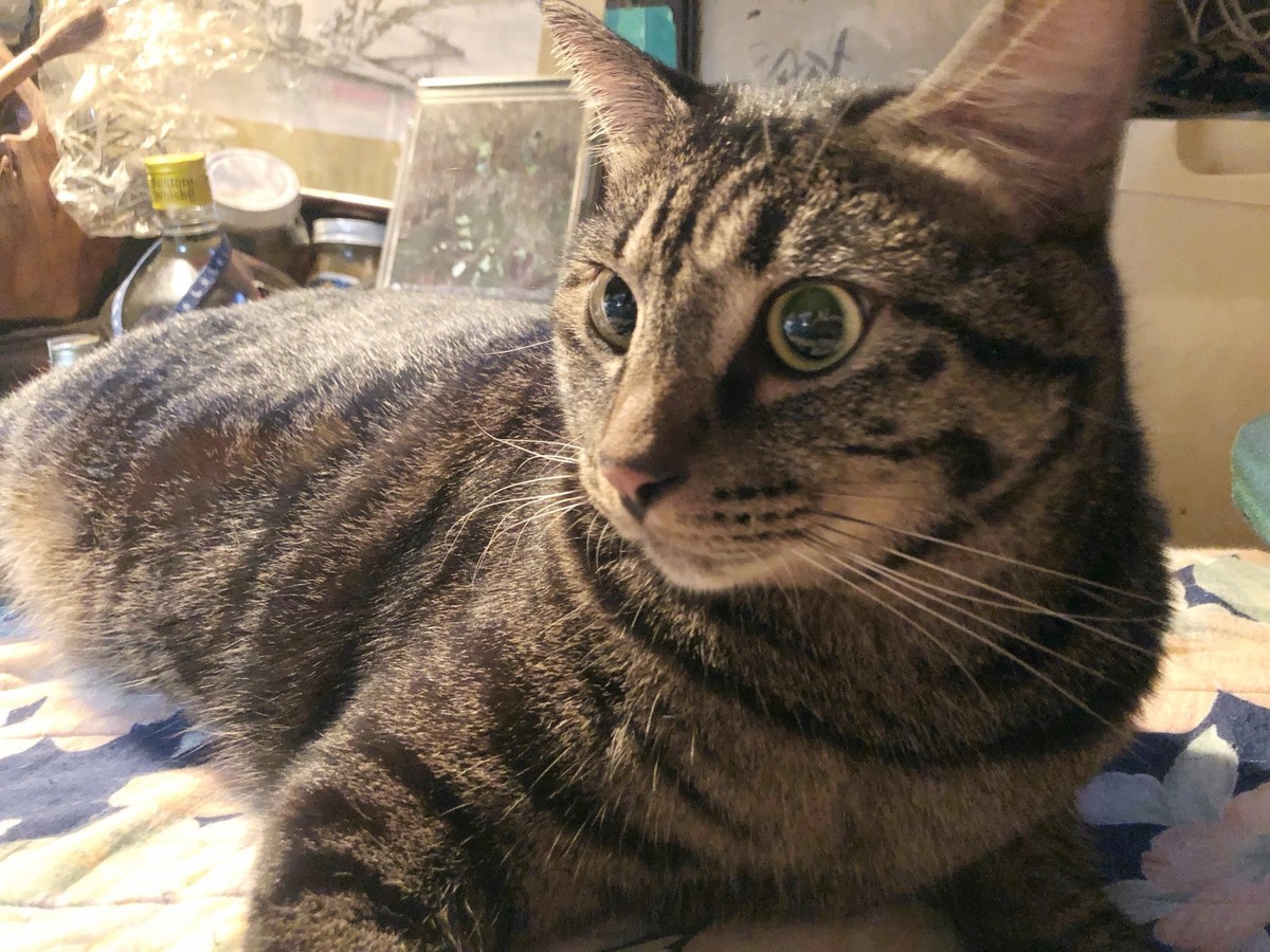 f:id:tokyo_sotai:20191210124248j:plain